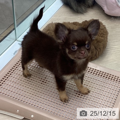 埼玉県のチワワ(ロング) (ペットプラス 川口店/2025年9月30日生まれ/男の子/チョコレートタン)の子犬の3枚目の画像