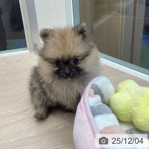 ポメラニアンの写真