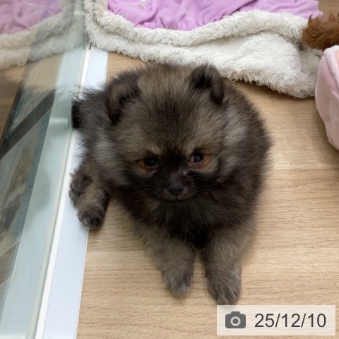 福島県のポメラニアン (ペットプラス 福島店/2025年10月1日生まれ/男の子/ウルフセーブル)の子犬の4枚目の画像