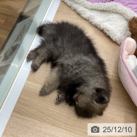 福島県のポメラニアン (ペットプラス 福島店/2025年10月1日生まれ/男の子/ウルフセーブル)の子犬の3枚目の画像