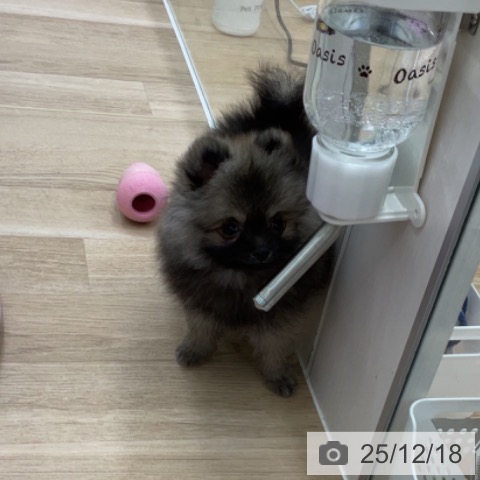 福島県のポメラニアン (ペットプラス 福島店/2025年10月1日生まれ/男の子/ウルフセーブル)の子犬の3枚目の画像