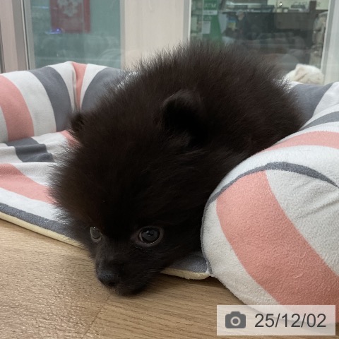 ポメラニアンの写真