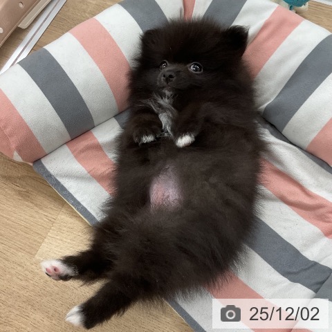 ポメラニアンの写真