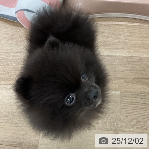 ポメラニアンの写真