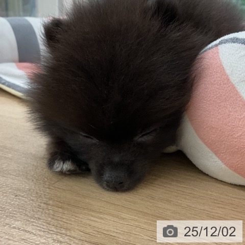 ポメラニアンの写真