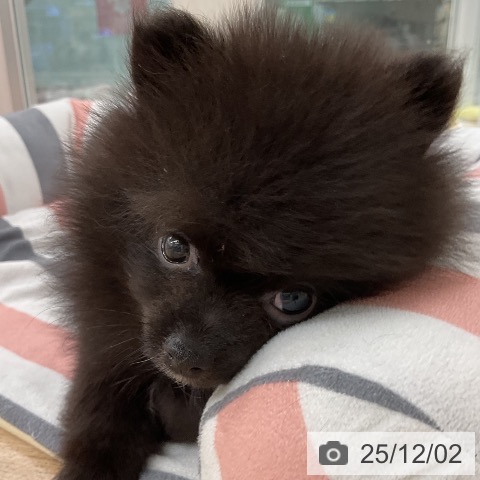 ポメラニアンの写真