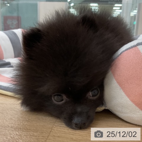 ポメラニアンの写真