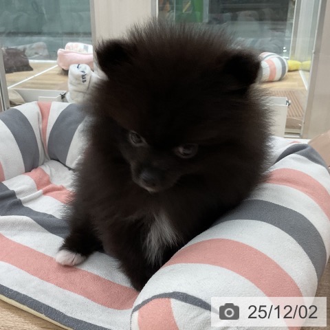 ポメラニアンの写真