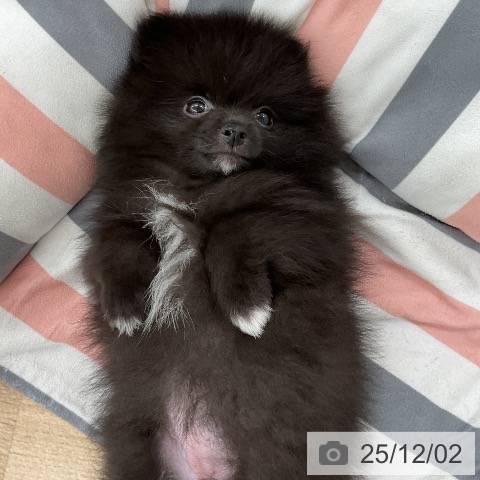 ポメラニアンの写真