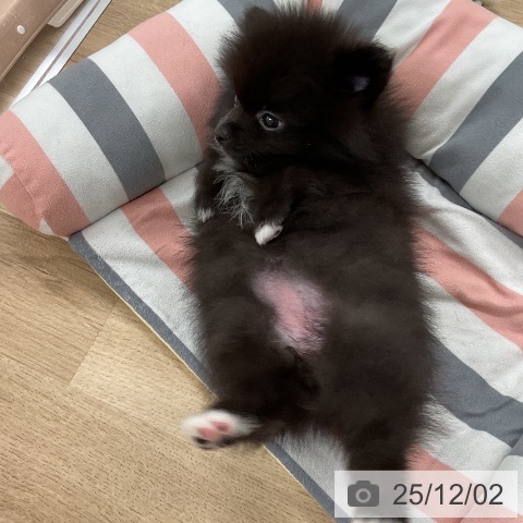 ポメラニアンの写真
