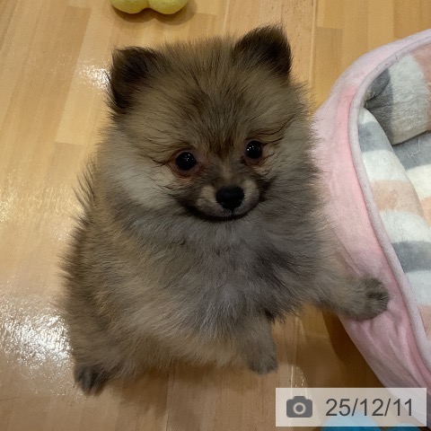 埼玉県のポメラニアン (ペットプラス 与野店/2025年10月1日生まれ/女の子/クリームセーブル)の子犬の4枚目の画像