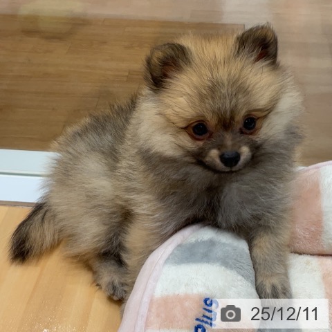 埼玉県のポメラニアン (ペットプラス 与野店/2025年10月1日生まれ/女の子/クリームセーブル)の子犬の3枚目の画像