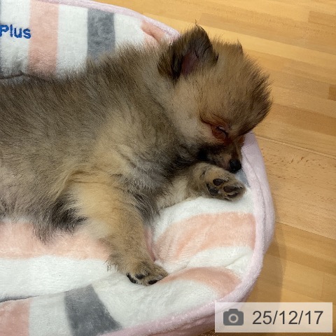 埼玉県のポメラニアン (ペットプラス 与野店/2025年10月1日生まれ/女の子/クリームセーブル)の子犬の3枚目の画像