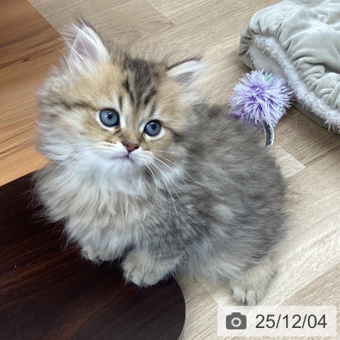 熊本県のペルシャ (ペットプラス 熊本店/2025年9月30日生まれ/男の子/チンチラゴールデン)の子猫の4枚目の画像
