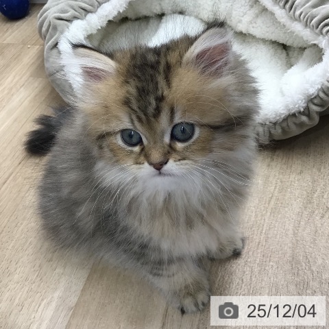 熊本県のペルシャ (ペットプラス 熊本店/2025年9月30日生まれ/男の子/チンチラゴールデン)の子猫の3枚目の画像