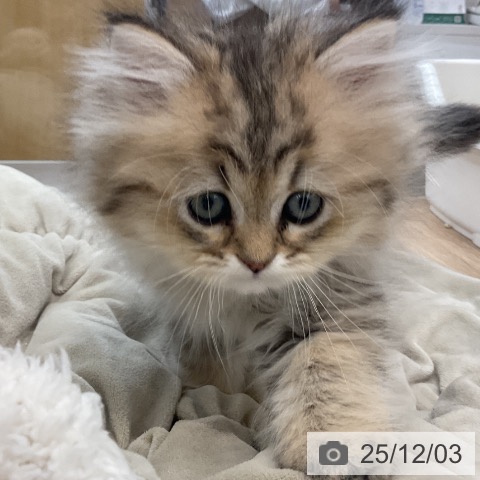 福岡県のペルシャ (ペットプラス 福岡店/2025年9月30日生まれ/男の子/チンチラゴールデン)の子猫の4枚目の画像