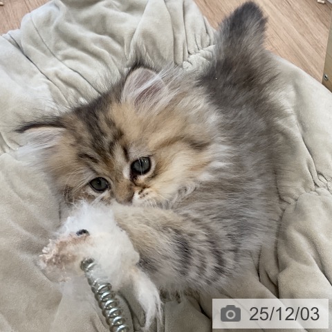 福岡県のペルシャ (ペットプラス 福岡店/2025年9月30日生まれ/男の子/チンチラゴールデン)の子猫の3枚目の画像