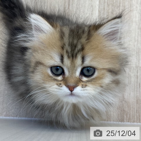 福岡県のペルシャ (ペットプラス ららぽーと福岡店/2025年9月30日生まれ/女の子/チンチラゴールデン)の子猫の4枚目の画像