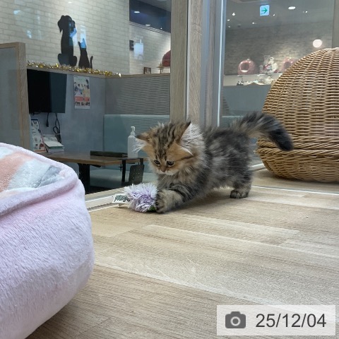 福岡県のペルシャ (ペットプラス ららぽーと福岡店/2025年9月30日生まれ/女の子/チンチラゴールデン)の子猫の3枚目の画像