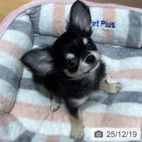 埼玉県のチワワ(ロング) (ペットプラス 与野店/2025年10月1日生まれ/男の子/ブラックホワイトタン)の子犬の4枚目の画像
