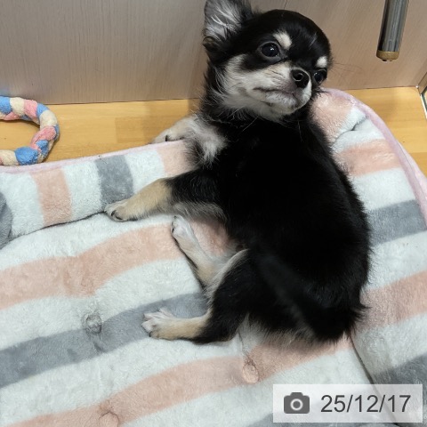 埼玉県のチワワ(ロング) (ペットプラス 与野店/2025年10月1日生まれ/男の子/ブラックホワイトタン)の子犬の3枚目の画像