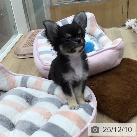 東京都のチワワ(ロング) (ペットプラス 日の出店/2025年10月1日生まれ/男の子/ブラックホワイトタン)の子犬の4枚目の画像