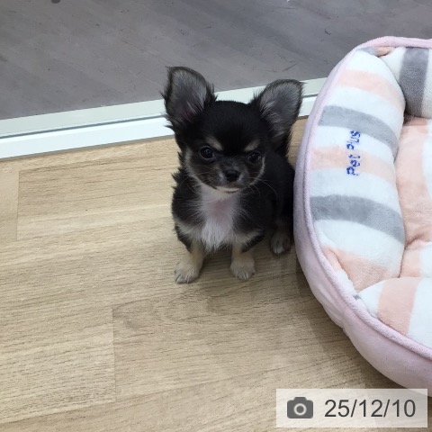 東京都のチワワ(ロング) (ペットプラス 日の出店/2025年10月1日生まれ/男の子/ブラックホワイトタン)の子犬の3枚目の画像