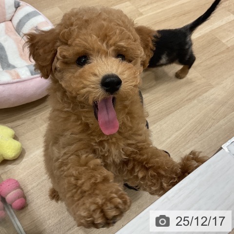 トイ・プードルの写真