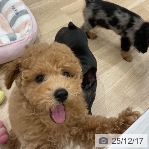 トイ・プードルの写真