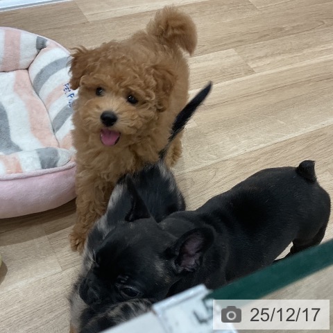 トイ・プードルの写真