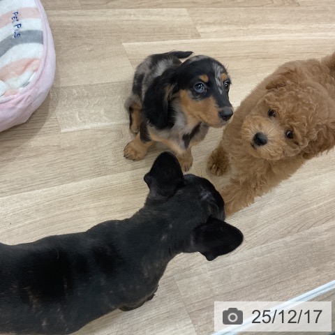 トイ・プードルの写真