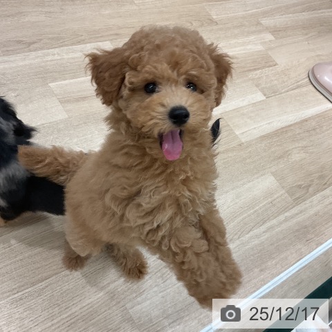 トイ・プードルの写真