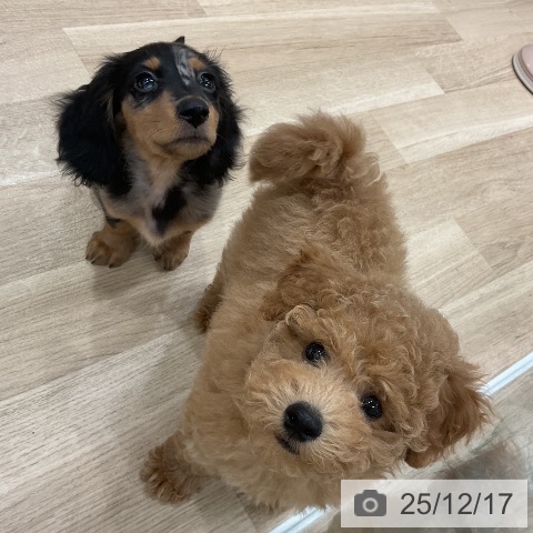 トイ・プードルの写真