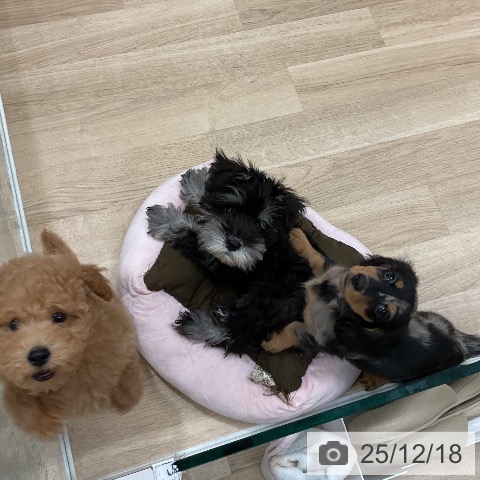 トイ・プードルの写真