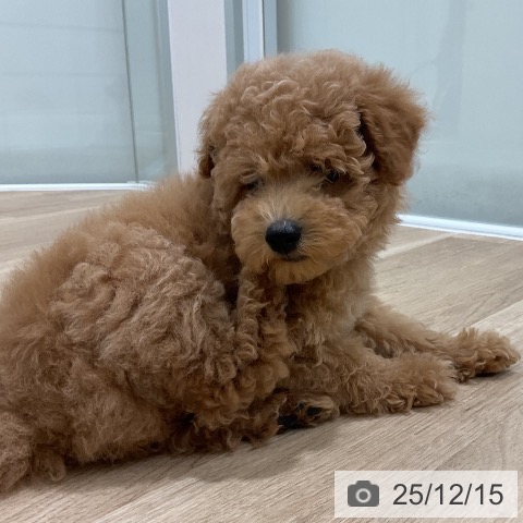 福岡県のトイプードル(トイ) (ペットプラス 八幡東店/2025年10月2日生まれ/男の子/レッド)の子犬の4枚目の画像