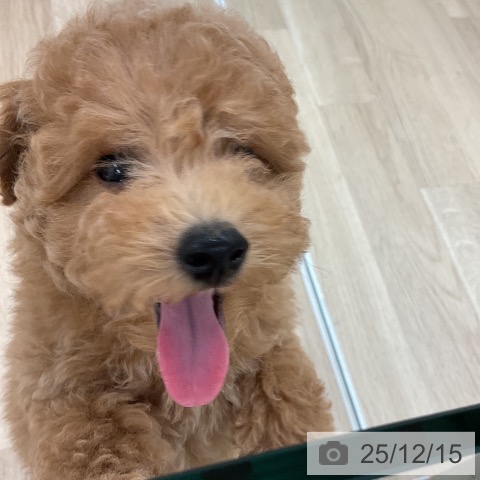 福岡県のトイプードル(トイ) (ペットプラス 八幡東店/2025年10月2日生まれ/男の子/レッド)の子犬の3枚目の画像