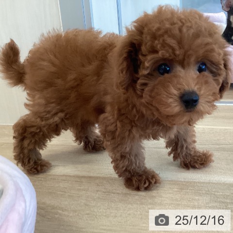 福岡県のトイプードル(トイ) (ペットプラス ららぽーと福岡店/2025年10月2日生まれ/女の子/レッド)の子犬の4枚目の画像