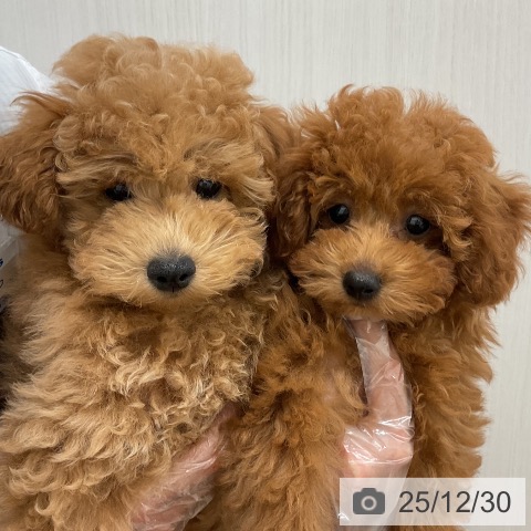 福岡県のトイプードル(トイ) (ペットプラス 八幡東店/2025年10月2日生まれ/女の子/レッド)の子犬の4枚目の画像