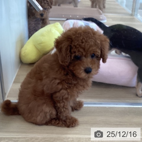 福岡県のトイプードル(トイ) (ペットプラス ららぽーと福岡店/2025年10月2日生まれ/女の子/レッド)の子犬の3枚目の画像