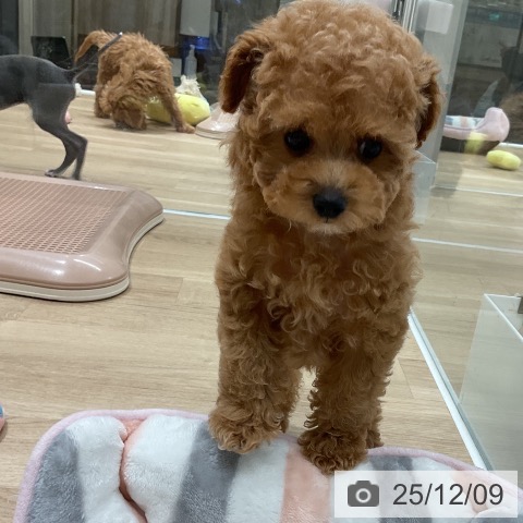 トイ・プードルの写真