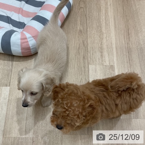 トイ・プードルの写真