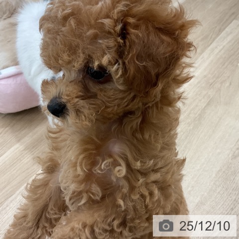 トイ・プードルの写真