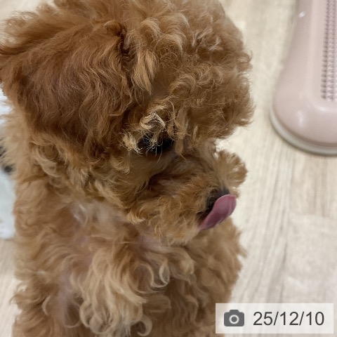 トイ・プードルの写真