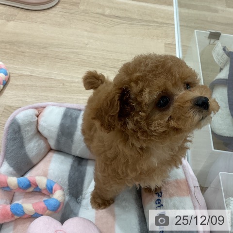 福岡県のトイプードル(トイ) (ペットプラス 八幡東店/2025年10月2日生まれ/女の子/レッド)の子犬の4枚目の画像