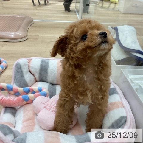 福岡県のトイプードル(トイ) (ペットプラス 八幡東店/2025年10月2日生まれ/女の子/レッド)の子犬の3枚目の画像