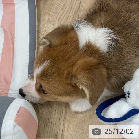 ウェルシュ・コーギー・ペンブロークの写真