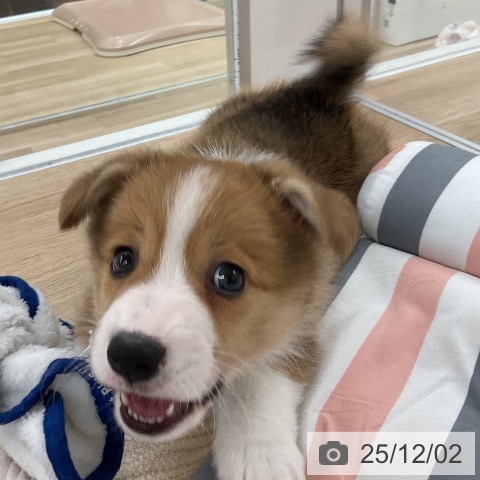 ウェルシュ・コーギー・ペンブロークの写真