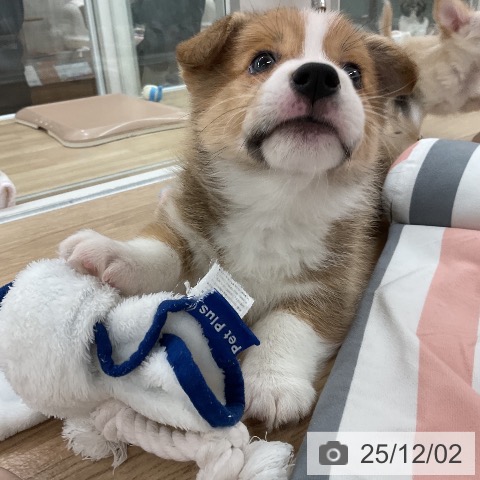 ウェルシュ・コーギー・ペンブロークの写真