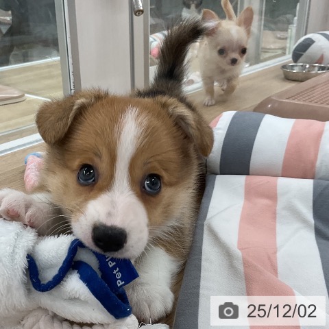 ウェルシュ・コーギー・ペンブロークの写真