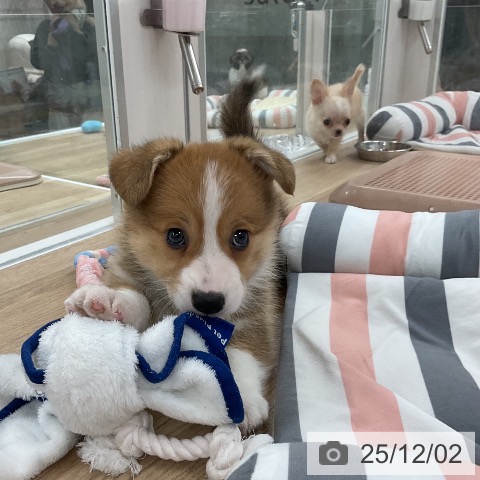 ウェルシュ・コーギー・ペンブロークの写真